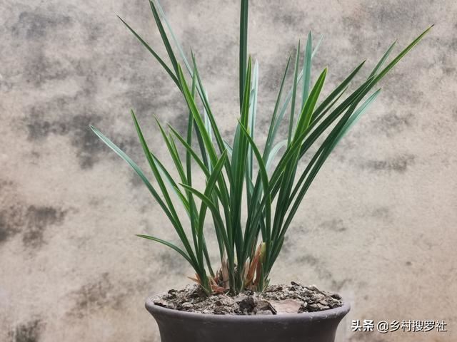 不用倒盆土，一眼看出兰花烂根，兰友：最怕误判