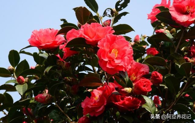 每天给茶花浇水竟然还“干枯了”，问题出在这，浇多少水都白搭！
