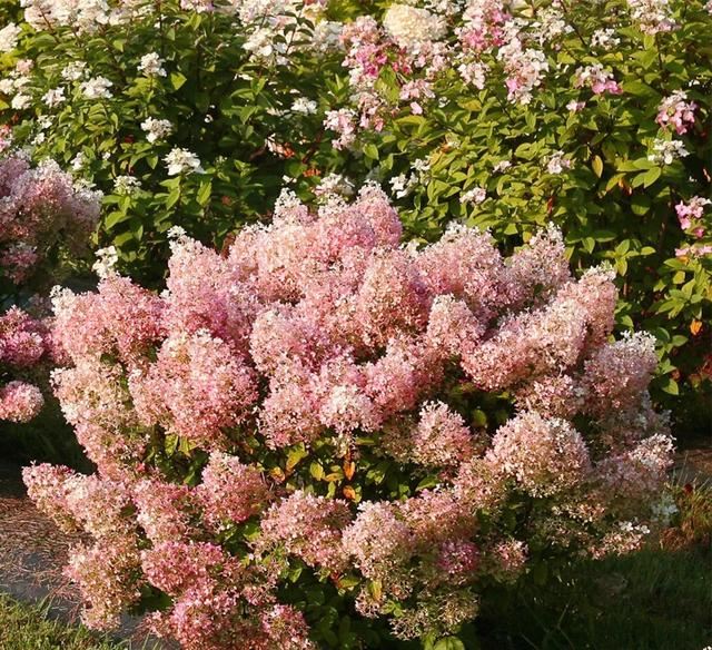 关于绣球你最关心的几个养护问题都在这里 关于绣球你最关心的几个养护问题都在这里