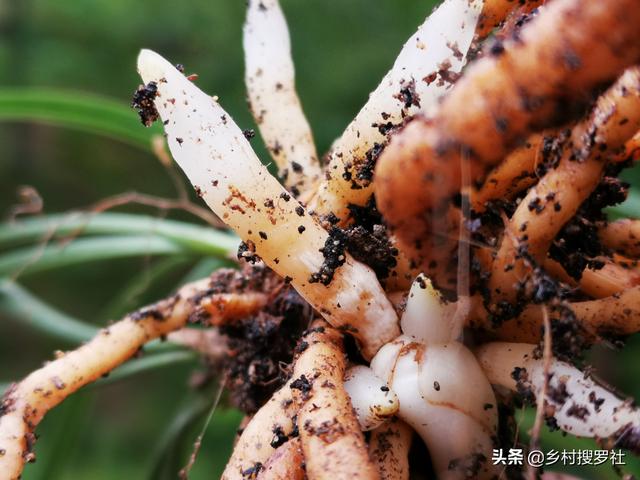 不用倒盆土，一眼看出兰花烂根，兰友：最怕误判