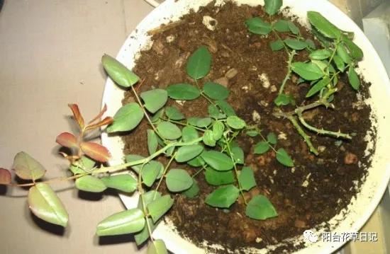 这12种植物，要这样剪，才长得好