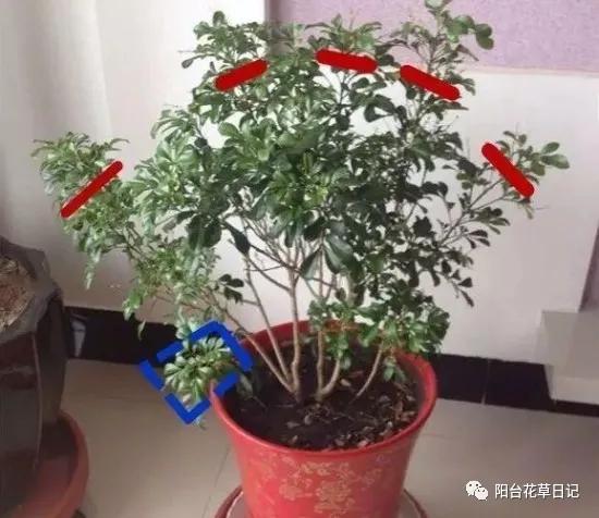 这12种植物，要这样剪，才长得好