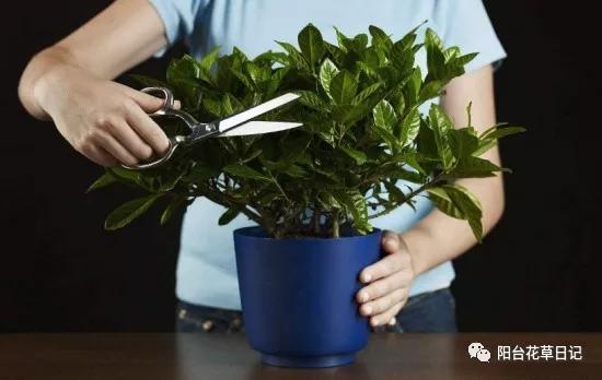 这12种植物，要这样剪，才长得好