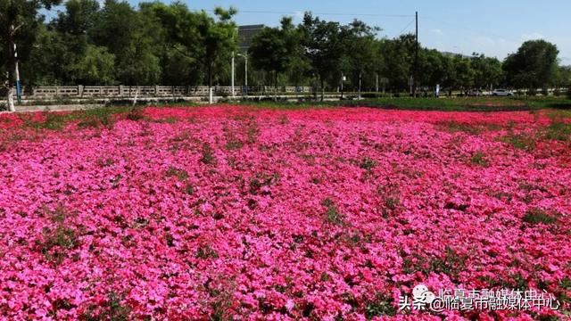 「临夏市」提升城市绿化养护 点亮城市斑斓底色