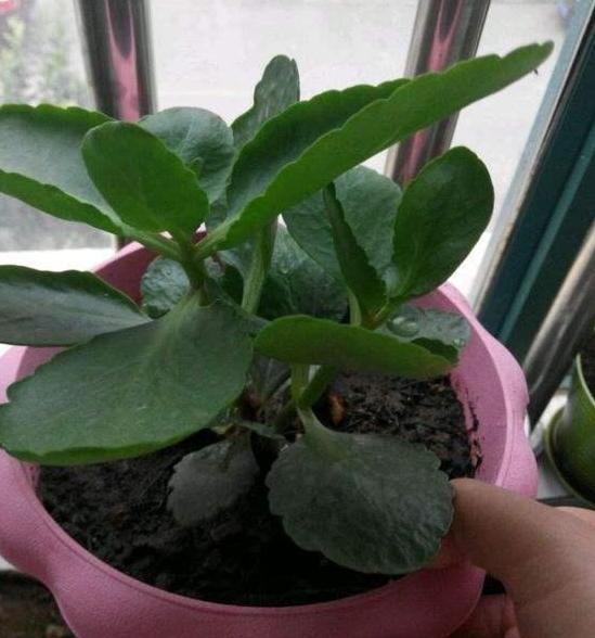 花草不爱长个、叶子泛黄？不要慌，将它兑水浇花啥问题都没有