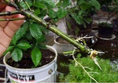 别傻用淘米水，这2种“牙药粉”最养根系，盆里1撒，根系呼呼冒