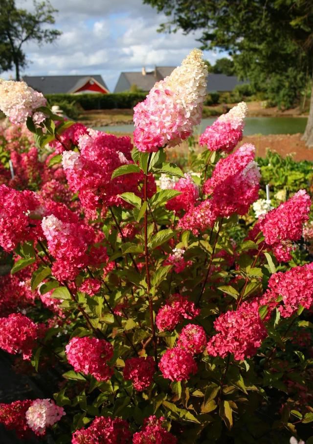 关于绣球你最关心的几个养护问题都在这里 关于绣球你最关心的几个养护问题都在这里