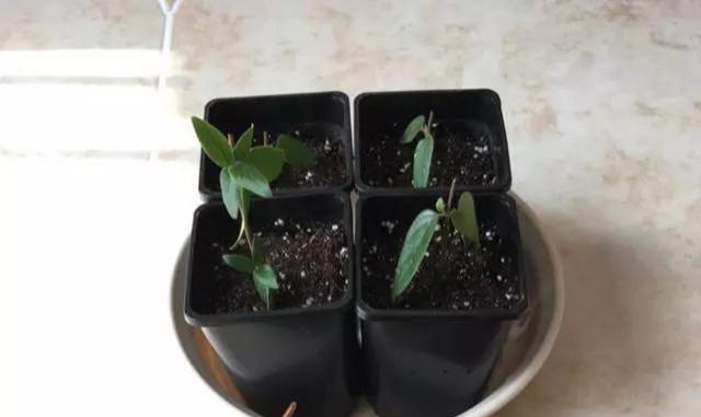 爬藤植物：几种花一根枝就能活，养成一面花墙也就一年的事