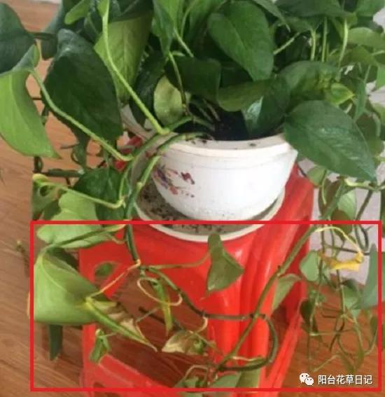 这12种植物，要这样剪，才长得好