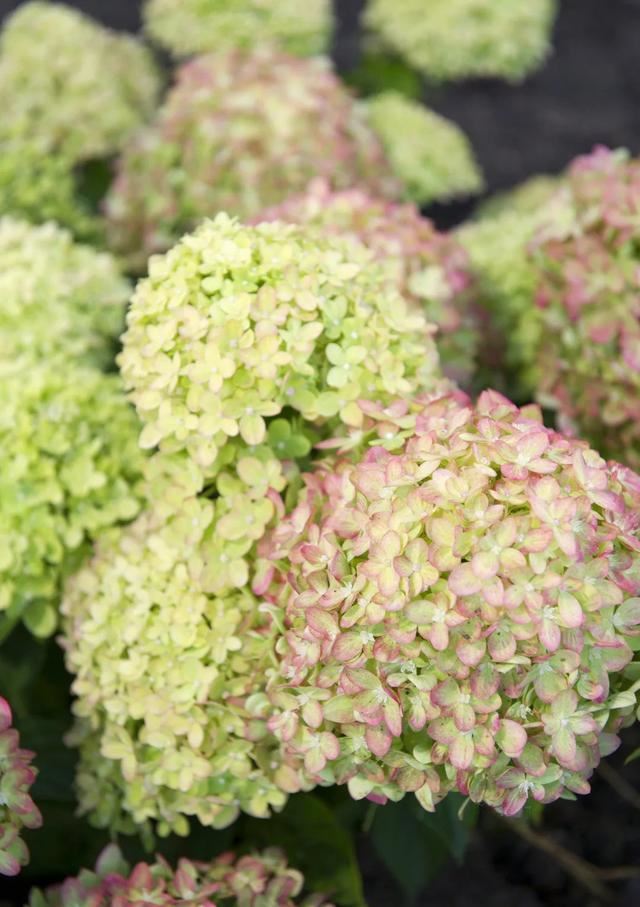 关于绣球你最关心的几个养护问题都在这里 关于绣球你最关心的几个养护问题都在这里