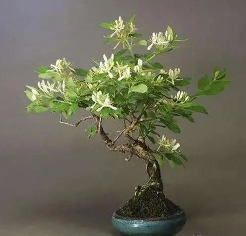 金银花的养护方法与注意事项