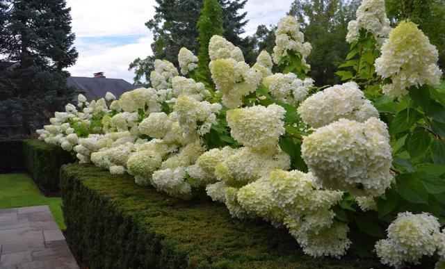 关于绣球你最关心的几个养护问题都在这里 关于绣球你最关心的几个养护问题都在这里