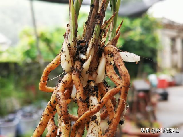 不用倒盆土，一眼看出兰花烂根，兰友：最怕误判