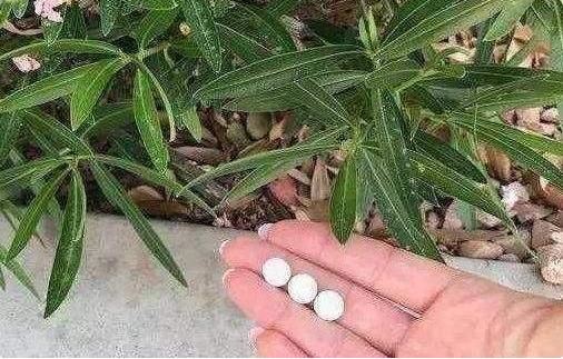 别傻用淘米水，这2种“牙药粉”最养根系，盆里1撒，根系呼呼冒