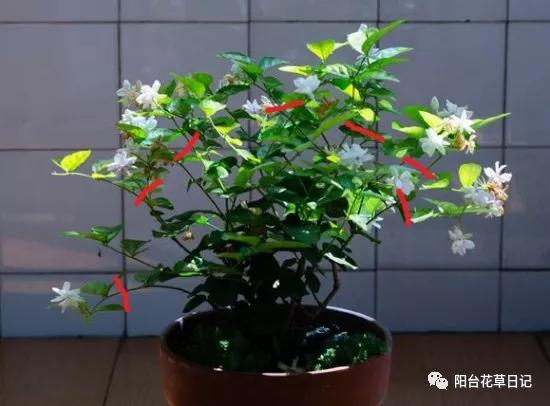 这12种植物，要这样剪，才长得好