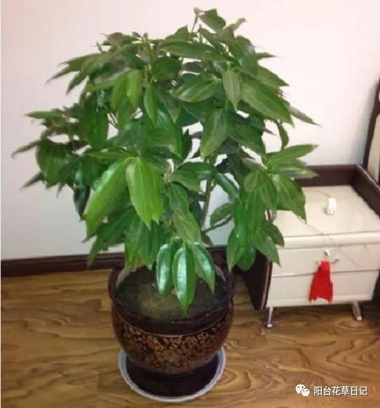 这12种植物，要这样剪，才长得好