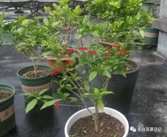 这12种植物，要这样剪，才长得好