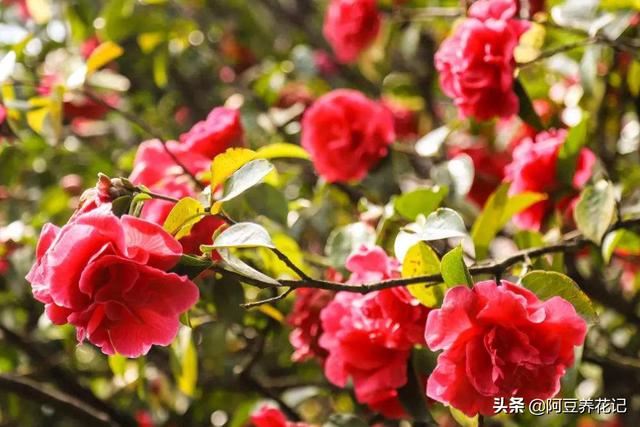 每天给茶花浇水竟然还“干枯了”，问题出在这，浇多少水都白搭！