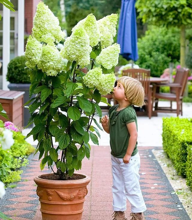 关于绣球你最关心的几个养护问题都在这里 关于绣球你最关心的几个养护问题都在这里