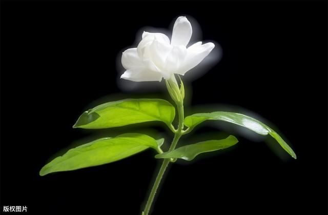 茉莉花大量掉叶子，还能活吗？找准原因才能对症下药