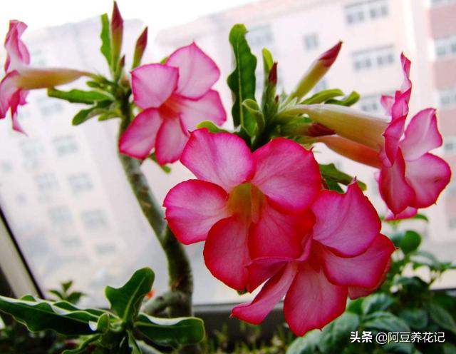 此“2款花卉”，入夏花园“主角”，熟知“2点”技巧，高温也生长