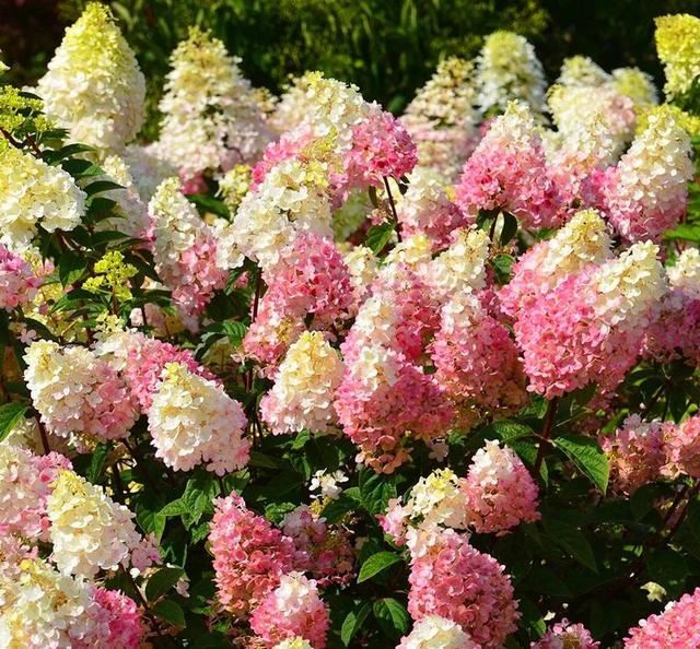 关于绣球你最关心的几个养护问题都在这里 关于绣球你最关心的几个养护问题都在这里