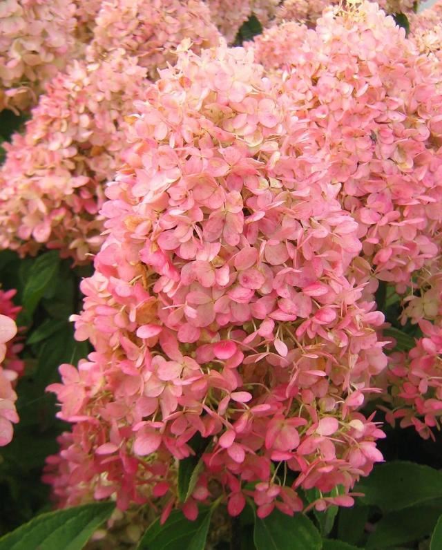 关于绣球你最关心的几个养护问题都在这里 关于绣球你最关心的几个养护问题都在这里