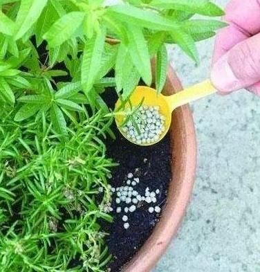别傻用淘米水，这2种“牙药粉”最养根系，盆里1撒，根系呼呼冒