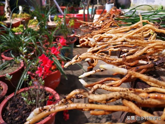 不用倒盆土，一眼看出兰花烂根，兰友：最怕误判