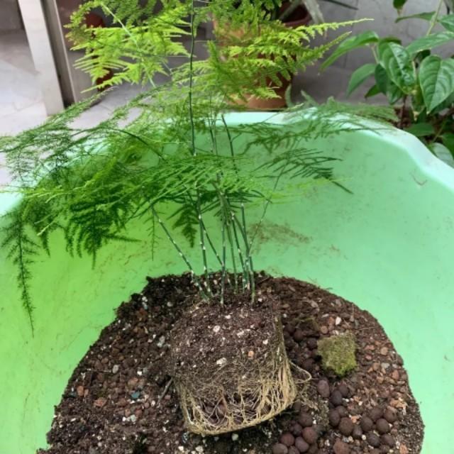 文竹叶片发黄枯萎，记得这么做，还会枝繁叶茂，碧绿有层次