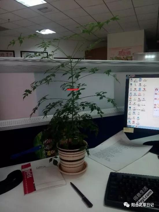 这12种植物，要这样剪，才长得好