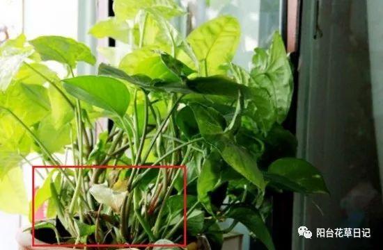 这12种植物，要这样剪，才长得好