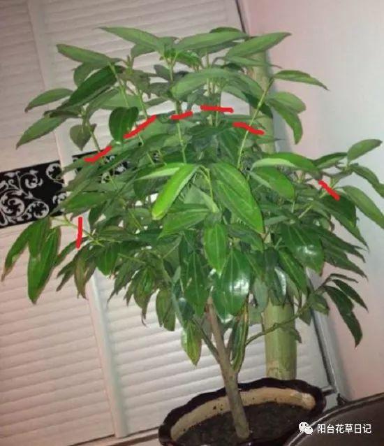 这12种植物，要这样剪，才长得好