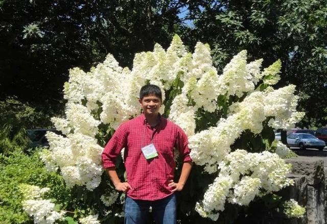 关于绣球你最关心的几个养护问题都在这里 关于绣球你最关心的几个养护问题都在这里