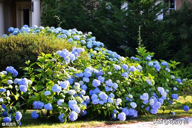 绣球花花期多长？花谢后如何养护保证到下个花期再开花？