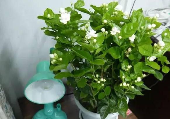 花草不爱长个、叶子泛黄？不要慌，将它兑水浇花啥问题都没有
