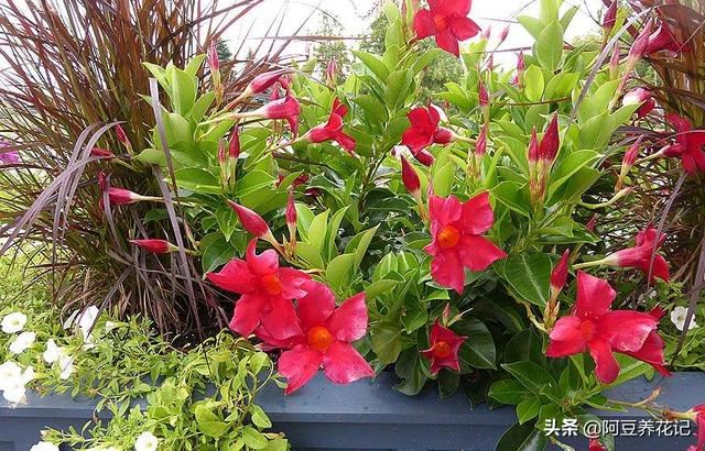 此“2款花卉”，入夏花园“主角”，熟知“2点”技巧，高温也生长