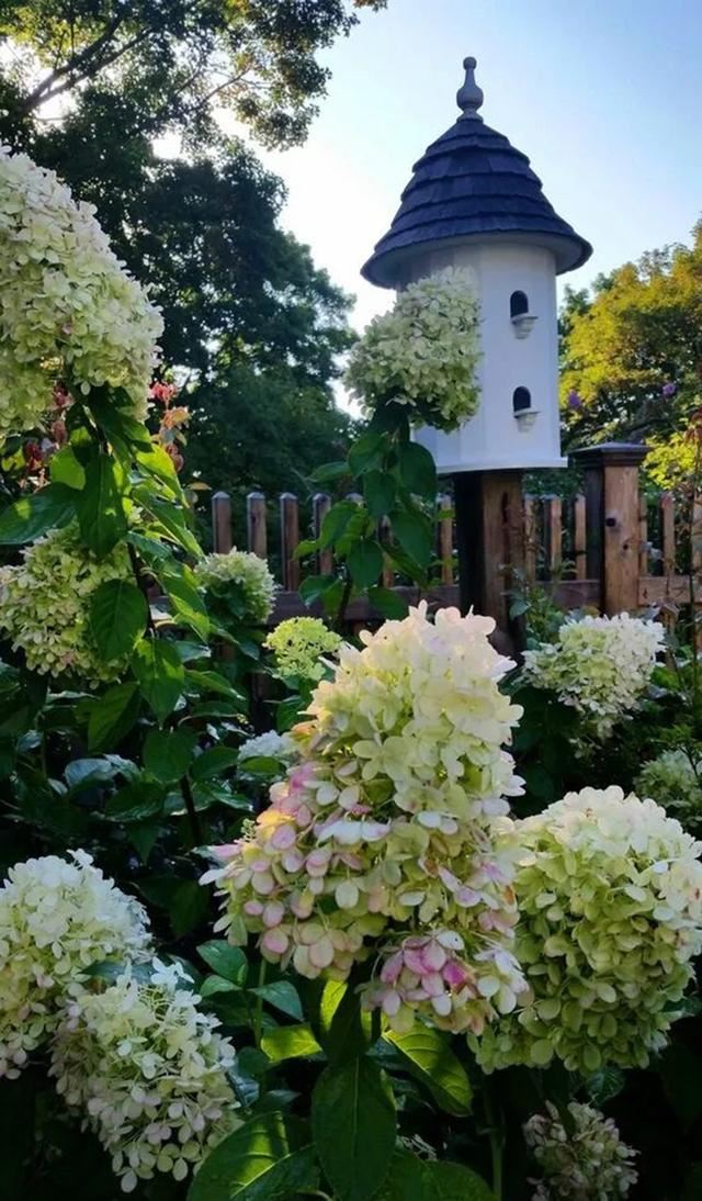 关于绣球你最关心的几个养护问题都在这里 关于绣球你最关心的几个养护问题都在这里