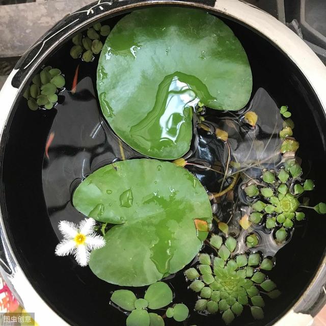一叶莲容易边缘发黑枯死？做好5件事，叶子翠绿花朵常开