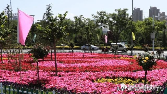 「临夏市」提升城市绿化养护 点亮城市斑斓底色