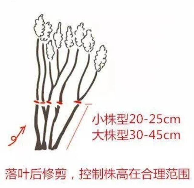 关于绣球你最关心的几个养护问题都在这里 关于绣球你最关心的几个养护问题都在这里