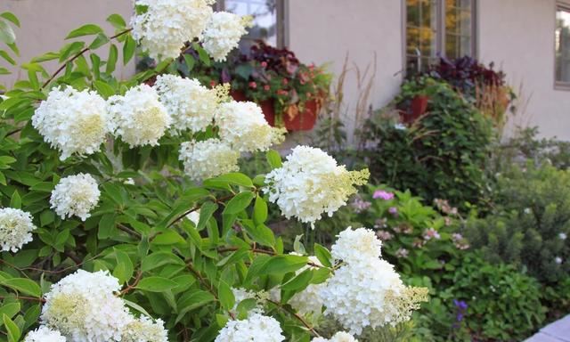 关于绣球你最关心的几个养护问题都在这里 关于绣球你最关心的几个养护问题都在这里