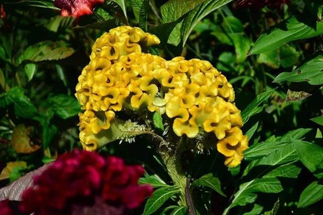 这五种花，种子随便一丢，夏天开花爆盆，好养又漂亮