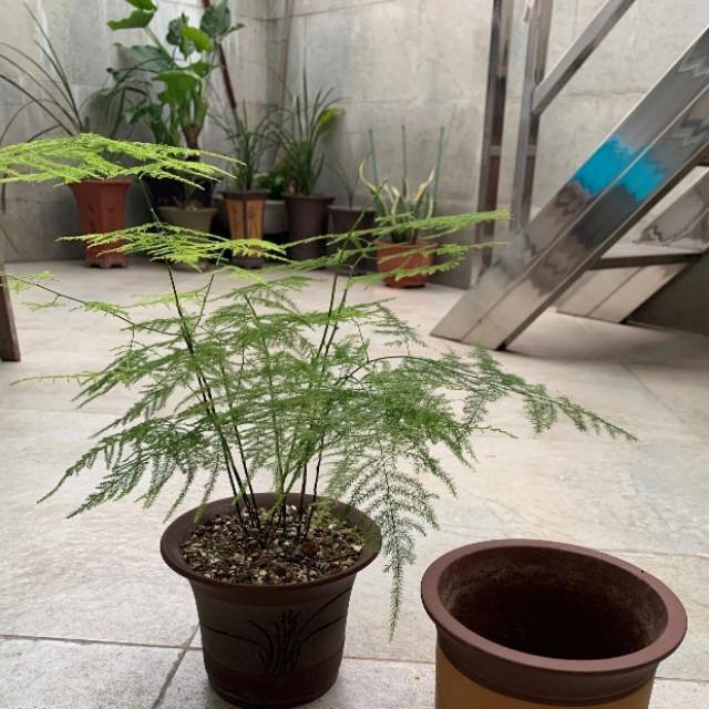 文竹叶片发黄枯萎，记得这么做，还会枝繁叶茂，碧绿有层次