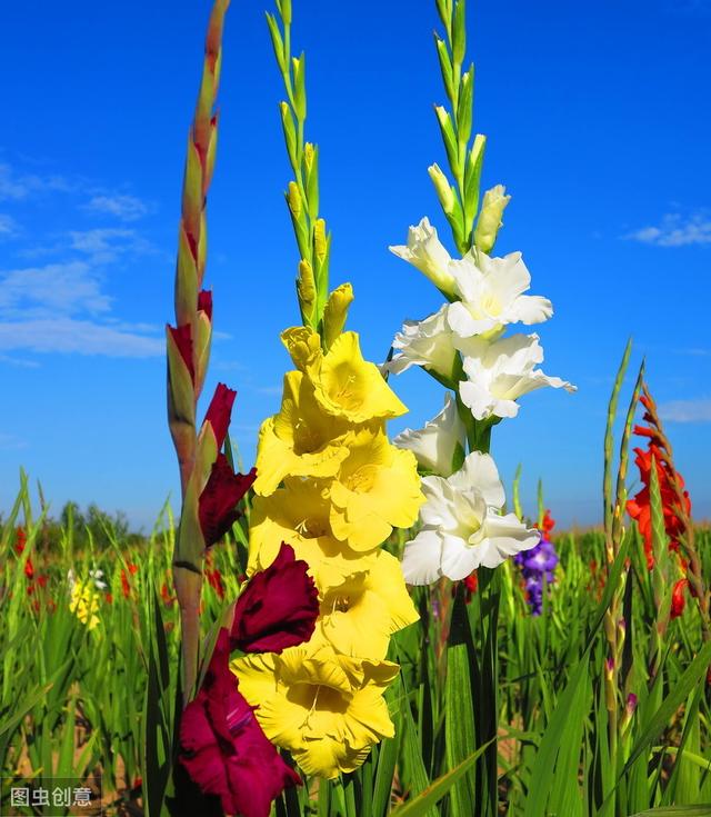 小花园种点唐菖蒲，自己就能做插花，赏心悦目（内附种植技术）