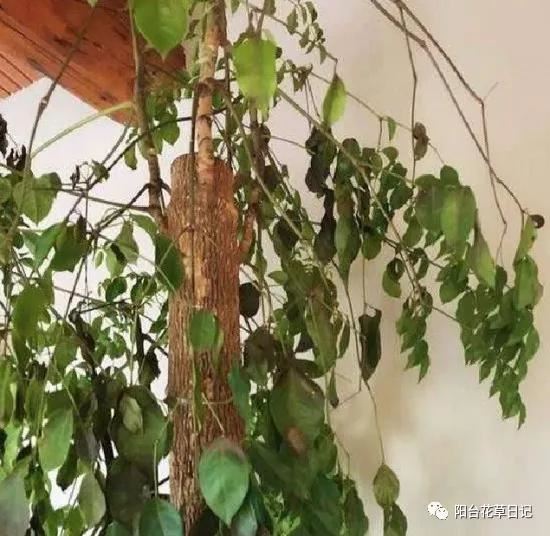 这12种植物，要这样剪，才长得好