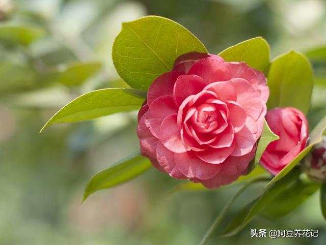 每天给茶花浇水竟然还“干枯了”，问题出在这，浇多少水都白搭！