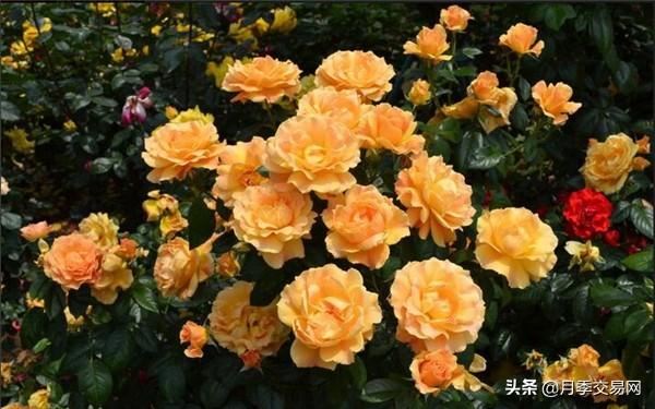 8款丰花月季品种介绍，一棵月季花满枝头，记得收藏