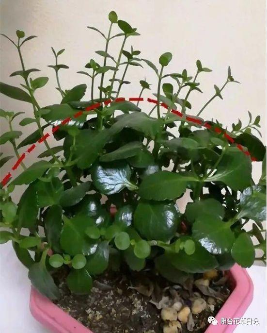 这12种植物，要这样剪，才长得好