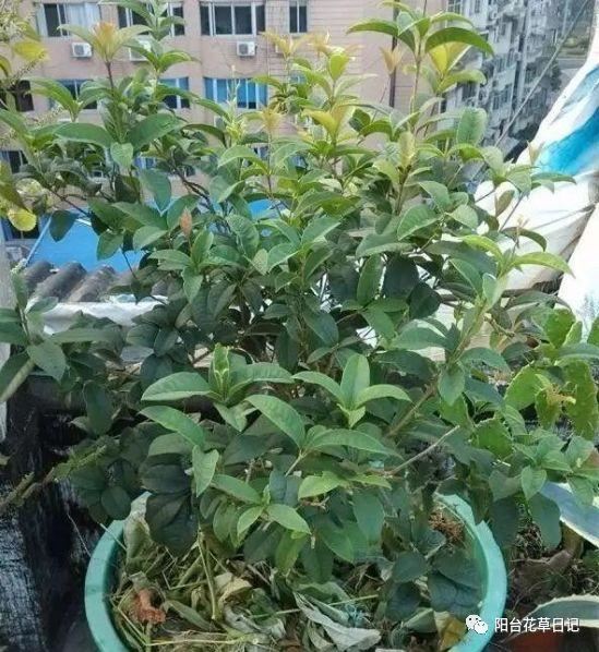 这12种植物，要这样剪，才长得好
